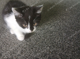 Female kitten