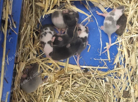 Baby mice for sale