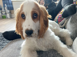 Cocker spaniel