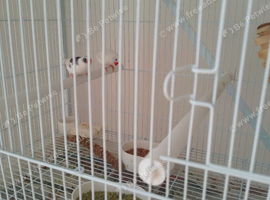 White zebra finch and breeding cages
