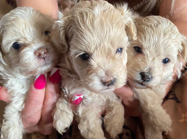 Toy maltipoo puppies forever homes only