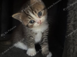 * Beautiful Scottish Straight Kittens for Sale