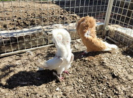 Fancy Jacobin pigeons