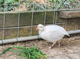 Silver chukar eggs for sale