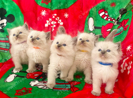 Ragdoll kittens