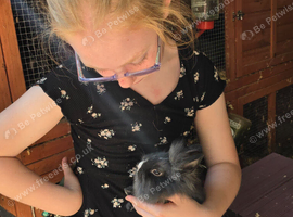 Baby Vienna carrying Lionhead Buck - Ready now.