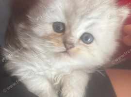 Persian chinchilla kittens purebred