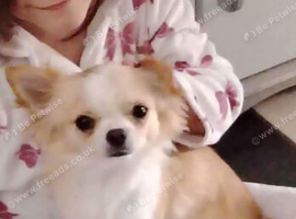 Chihuaha bitch 2 yr old
