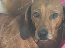 Standard dachshund bitch