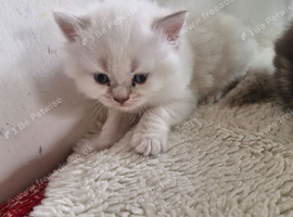 British short haired cross kitten for sale