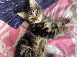 Male kittens ready now