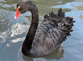 Black Swan Hatching Eggs