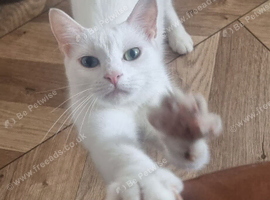 white cats of the breed Turkish Angora