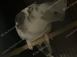 Cockatiels, Kakariki, Finches, Parrotlets, Canaries