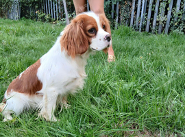 Cavalier king charles spaniel