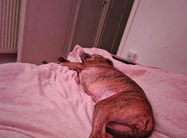 2 year old staffie cross