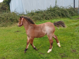 Welsh Section A Bay / Roan Colt Foal.