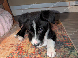 Male border collie