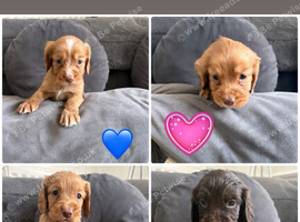 Puppy&rsquo;s