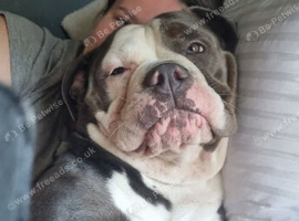 Olde tyme English bulldog