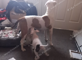 3 Staffy Girls for sale