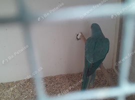 Ringneck parrot