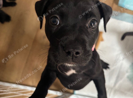 Last pup