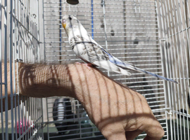Baby budgie