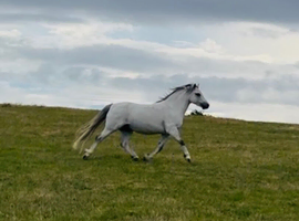 Welsh gelding