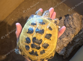 Horse field tortoise