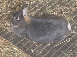 3 Beautiful Netherland dwarf baby rabbits
