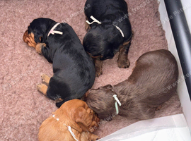 Working cocker spaniel puppies
