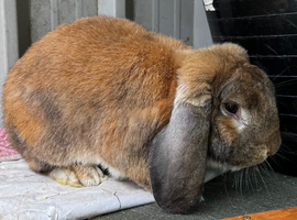 Pure French lop buck