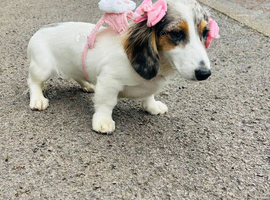 Mini dachshund