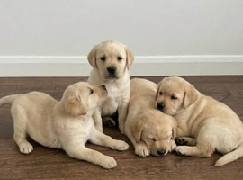 Labrador Puppies