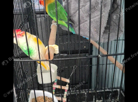 Lovely bird