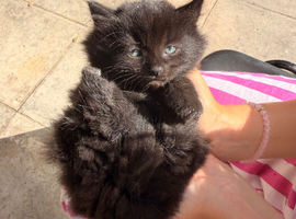 6 kittens