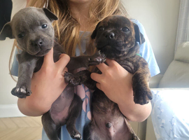 Staffie cross mastiff ONLY 3 left
