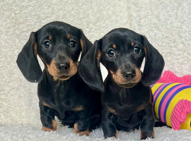 Beautiful miniature dachshund puppies