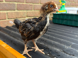Chicks for free