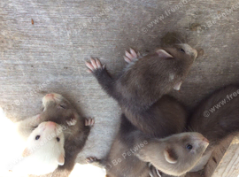 Ferret kits