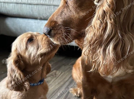 Cocker Spaniel  Puppies With Gentle Loving Personalities
