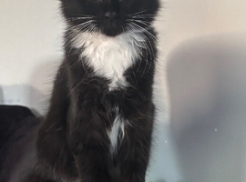 Ragdoll cross Russian blue