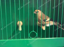 Linnet x Bullyfinch CYB for sale