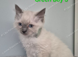 RAGDOLL KITTEN