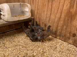 8 x bantam Wyandotte chicks