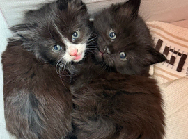 2 Female Kittens Ready to be rehomed