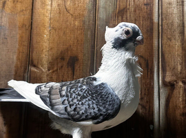 Oriental Frill Female