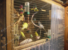 HEAR I have 7 Budgies +  AVIRY,