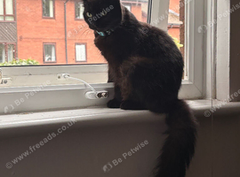 1 gorgeous black fluffy 9 week old male kitten&zwj;for sale ready to leave now